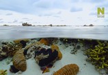 ТВ Большой Барьерный риф: Живое сокровище / Great Barrier Reef: A Living Treasure (2020) - cцена 8