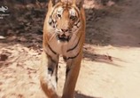 Фильм Спасти тигра / Tigerland (2019) - cцена 2