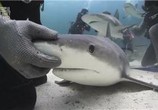 ТВ Discovery: Неделя акул. Самые лакомые кусочки недели акулы / Discovery: Shark Week. Shark bites: Adventures in Shark Week (2010) - cцена 3