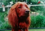 ТВ Эти чудесные животные / Animal Miracles (2001) - cцена 1