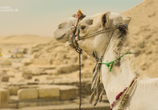 ТВ Царство мумий / Kingdom of the Mummies (2020) - cцена 2