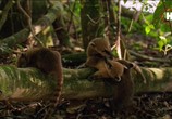 ТВ Земля. Природа нашей планеты / Earth: The Nature of our Planet (2018) - cцена 4