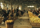 Фильм Баария / Baaria (2010) - cцена 4