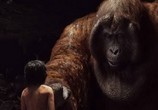 Фильм Книга джунглей / The Jungle Book (2016) - cцена 4