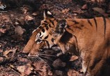 Фильм Спасти тигра / Tigerland (2019) - cцена 5