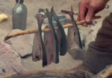 ТВ Discovery: Дикая кухня / Discovery: Kings of the Wild (2015) - cцена 2