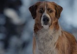 Фильм Зов предков / The Call of the Wild (2020) - cцена 3