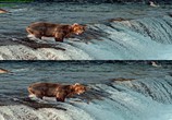 Сцена из фильма Путешествие по национальным паркам 3D / National Parks Adventure (2016) Путешествие по национальным паркам 3D сцена 16