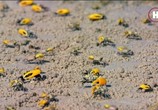 Сцена из фильма Земля. Природа нашей планеты / Earth: The Nature of our Planet (2018) Земля. Природа нашей планеты сцена 17