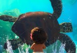 Мультфильм Моана / Moana (2016) - cцена 3