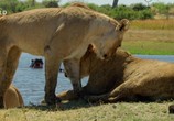 ТВ Окаванго: река мечты / Okavango: River of Dreams (2019) - cцена 3